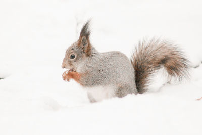 Close-up of squirrel on white background