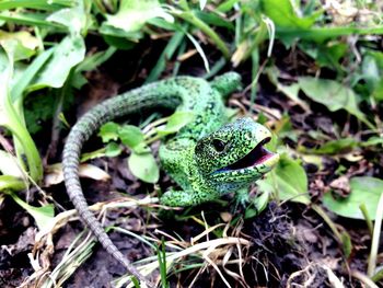 Close-up of frog on field