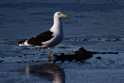 Black-backed gull