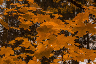 Close-up of yellow maple leaves on tree during autumn