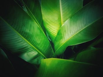 Full frame shot of leaves on plant