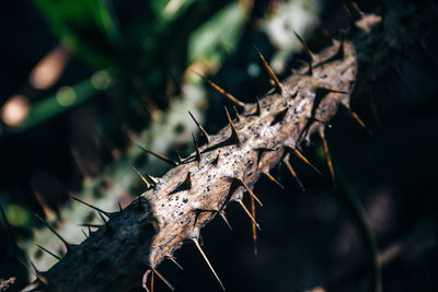 Close-up of dead plant in forest