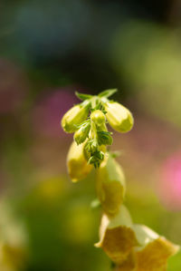 Close-up of red flowering plant