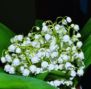 Close-up of white flowers blooming outdoors