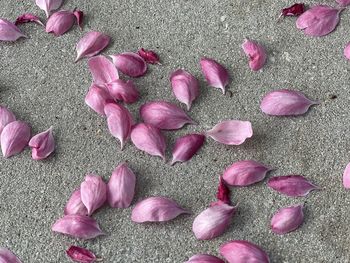 High angle view of pink roses on sand