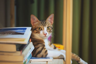 Close-up portrait of a cat