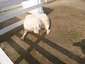 High angle view of white cat