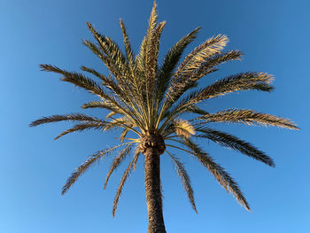 Low angle view of palm tree against blue sky