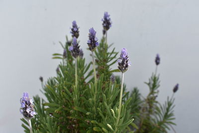 Close-up of purple flowering plants against blurred background