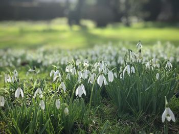 Close-up of crocus blooming on field