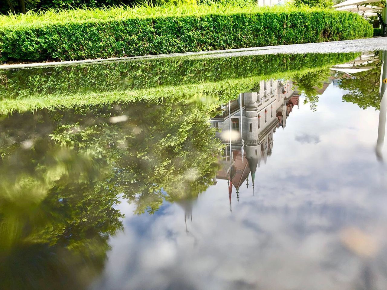 REFLECTION OF GRASS IN PUDDLE