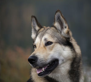 Close-up portrait of dog