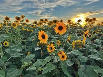 sunflower