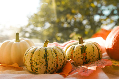 Pumpkins and orange falling leaves on windowsill on a sunset in autumn sunny day