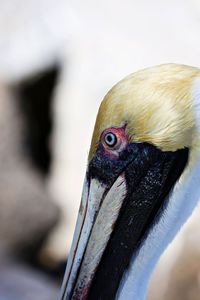 Close-up portrait of a bird