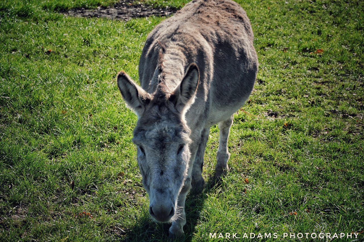 HORSE IN GRASSY FIELD