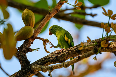 Low angle view of a yellow-chevronet parakeet, brotogeris chiriri, perching on tree