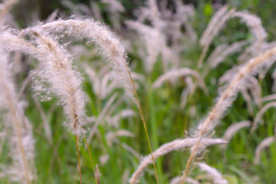 Close-up of flower plant on field