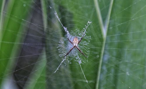 Close-up of spider on web