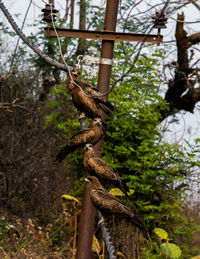 Low angle view of monkey hanging on tree