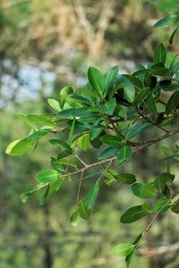 Close-up of green leaves on plant in field