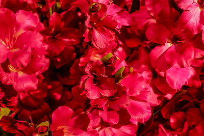 Close-up of flowers blooming outdoors