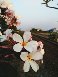 Close-up of frangipani blooming on tree against sky