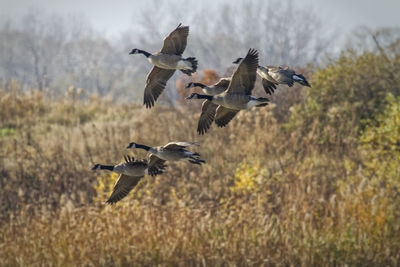 Canada geese flying over field