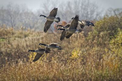 Bird flying over field