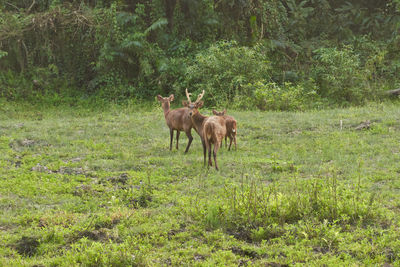 Sambar deer in kaziranga national park