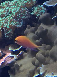 Close-up of fish underwater