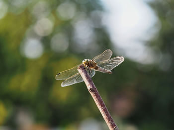 Close-up of dragonfly on leaf