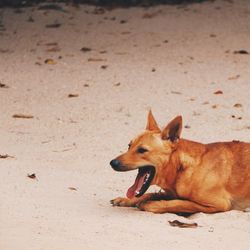 Dog yawning at beach