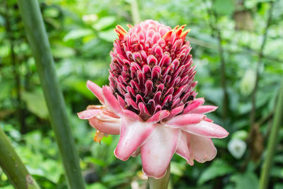 Close-up of pink flower