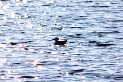 Ducks swimming in lake