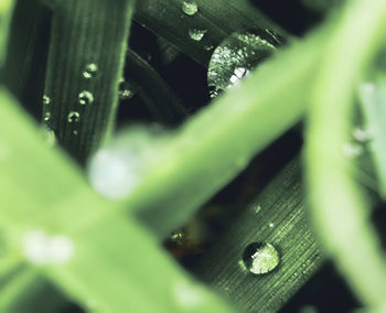 Close-up of wet leaf