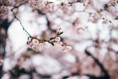 Low angle view of cherry blossoms during springtime