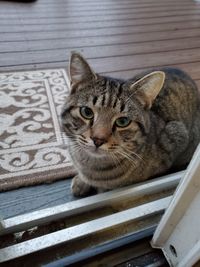 Close-up portrait of tabby cat