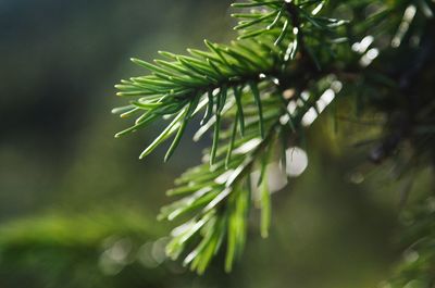 Close-up of fresh green plant