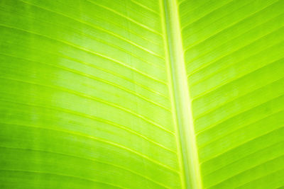 Full frame shot of palm leaf