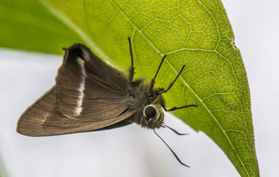 Close-up of butterfly on leaf