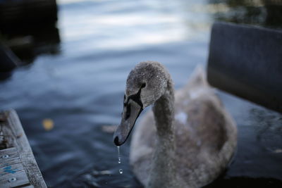 Close-up of swan in sea