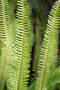 Close-up of fern leaves