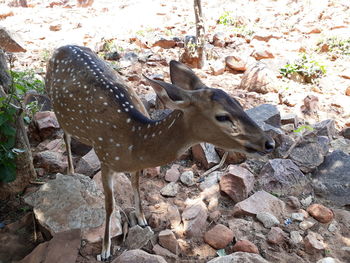 Close-up of deer on field