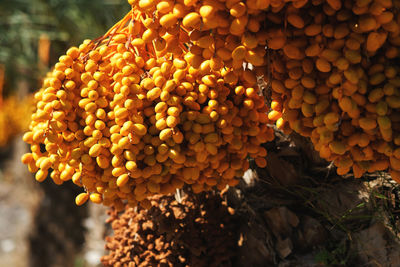 Close-up of yellow dates growing on tree