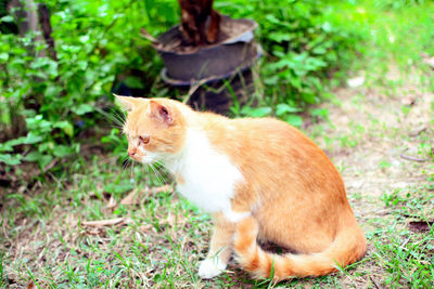 Cat looking away on field