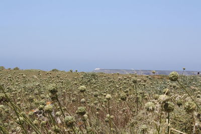 Scenic view of calm sea against clear sky