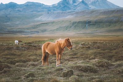 View of horse on landscape