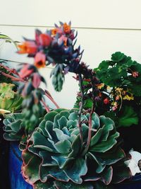 Close-up of flowers