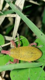 Close-up of insect on leaf